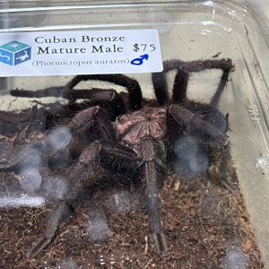 Cuban bronze tarantula