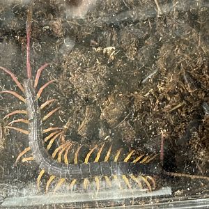 African-feather tailed centipede