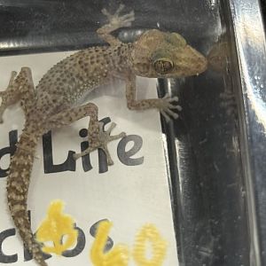 Bastard’s ground gecko