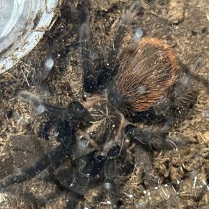 Veracruz red rump tarantula