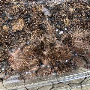 Hispaniolan giant tarantula