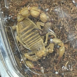 Yellow fat-tailed scorpion