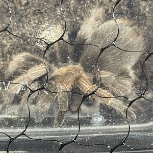 Johnny Cash’s tarantula