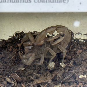 Lesser stripetail scorpion