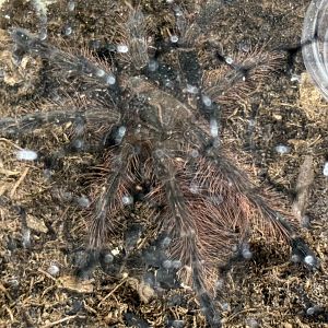 Mascara giant birdeater tarantula