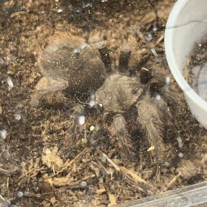 Madrean red rump tarantula