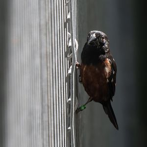 Chestnut-bellied seed finch (Sporophila angolensis)