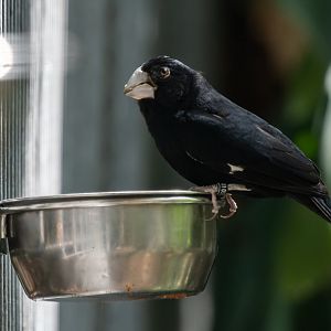 Large-billed seed finch (Sporophila crassirostris)