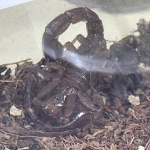 Intermediate scorpion