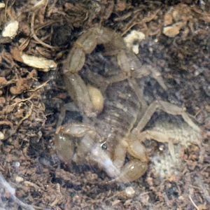 Russell’s scorpion