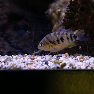 Fish ID - Aquarium tropical du Palais de la Porte Dorée