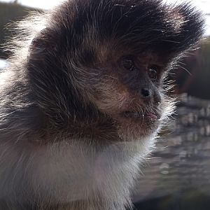 Black-horned capuchin (Sapajus nigritus)