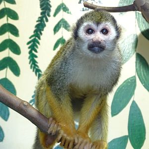 Common squirrel monkey (Saimiri sciureus)