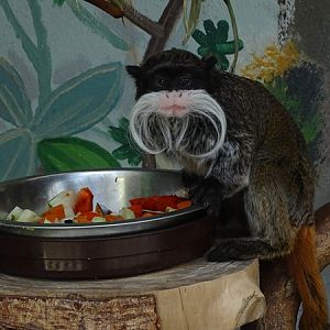 Bearded emperor tamarin (Saguinus imperator subgrisescens)