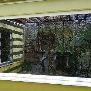 Emperor tamarin indoor enclosure