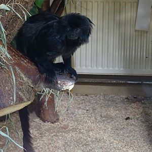 Callimico (Callimico goeldii)