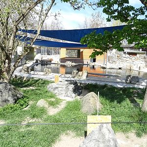 African penguin enclosure