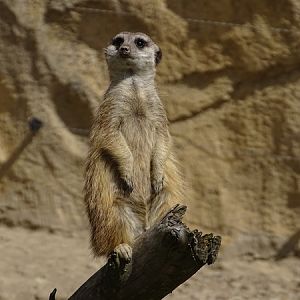 Meerkat (Suricata suricatta)