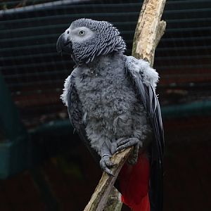 Grey parrot (Psittacus erithacus)