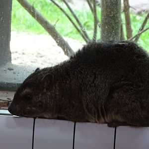 Yellow-spotted rock hyrax (Heterohyrax brucei)
