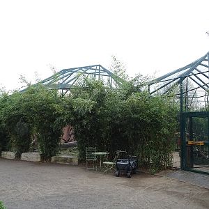 Hyrax/squirrel/parrot/guineafowl enclosure
