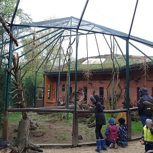 Hyrax/squirrel/parrot/guineafowl enclosure