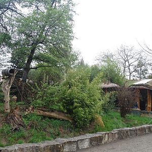 Coati / striped skunk enclosure