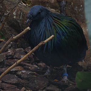 Nicobar pigeon (Caloenas nicobarica)