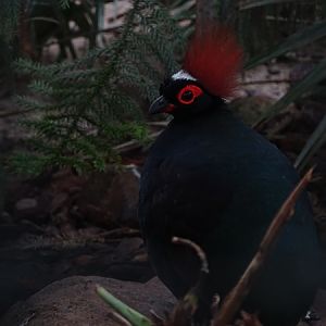 Crested partridge (Rollulus rouloul)