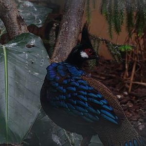 Palawan peacock-pheasant (Polyplectron napoleonis)