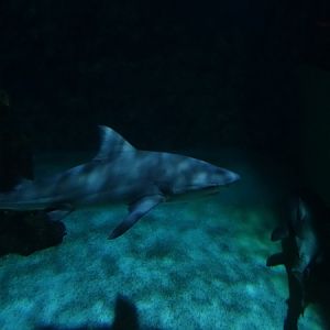 Meeresaquarium Zella-Mehlis: Bull shark (Carcharhinus leucas)
