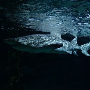 Meeresaquarium Zella-Mehlis: Sand tiger shark (Carcharias taurus