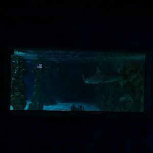 Meeresaquarium Zella-Mehlis: Large shark tank