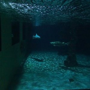 Meeresaquarium Zella-Mehlis: Large shark tank