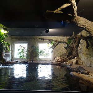 Meeresaquarium Zella-Mehlis: Enclosure for various turtles and fishes