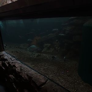 Meeresaquarium Zella-Mehlis: Enclosure for various turtles and fishes