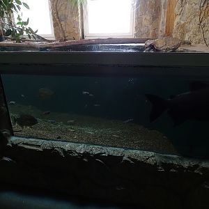 Meeresaquarium Zella-Mehlis: dwarf crocodile, pacu and others