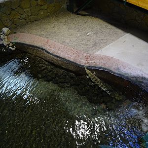 Meeresaquarium Zella-Mehlis: Freshwater crocodile enclosure