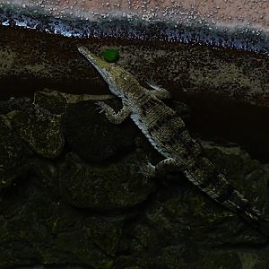 Meeresaquarium Zella-Mehlis: Crocodylus johnsoni