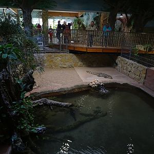Meeresaquarium Zella-Mehlis: broad-snouted caiman enclosure