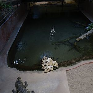 Meeresaquarium Zella-Mehlis: broad-snouted caiman enclosure