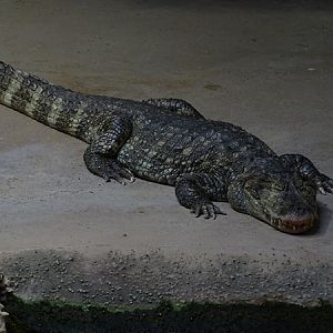 Meeresaquarium Zella-Mehlis: Broad-snouted caiman (Caiman latirostris)