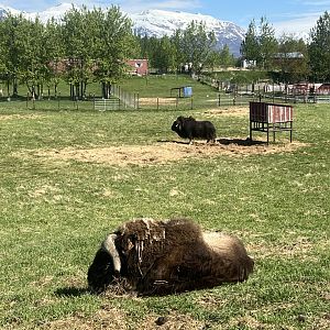 Musk Ox
