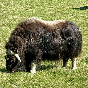 Musk Ox Grazing