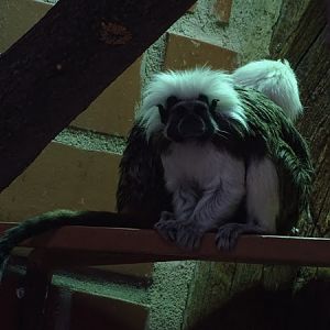 Cotton-top tamarin (Saguinus oedipus)