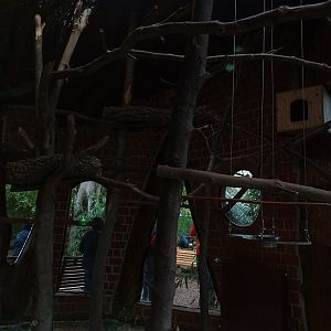 Cottontop tamarin indoor enclosure