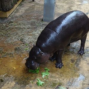 Western pygmy hippopotamus (Choeropsis liberiensis liberiensis)