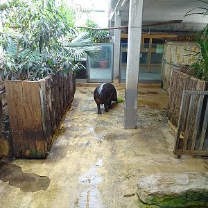 Tropical House - Pygmy hippo enclosure