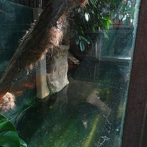 Tropical House - Cuban crocodile enclosure