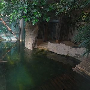 Tropical House - Cuban crocodile enclosure